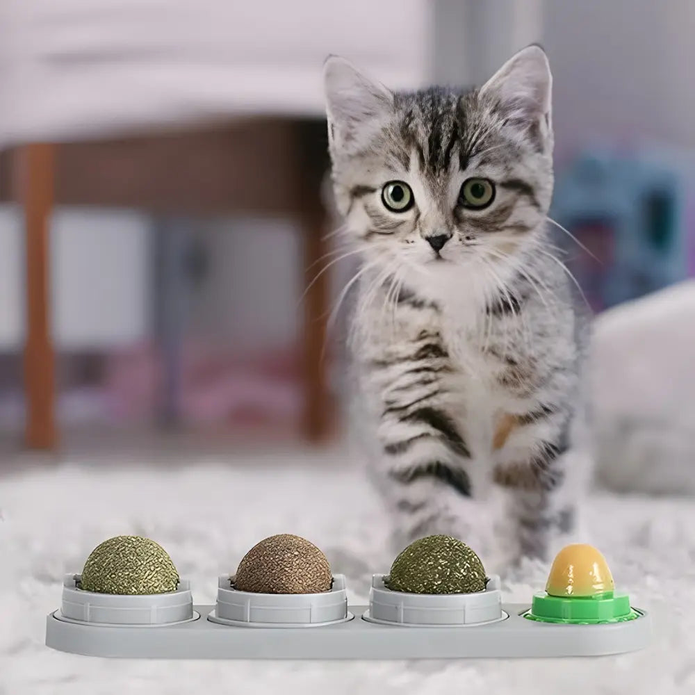 4-in-1 Natural Catnip Wall Toy PEYKAR