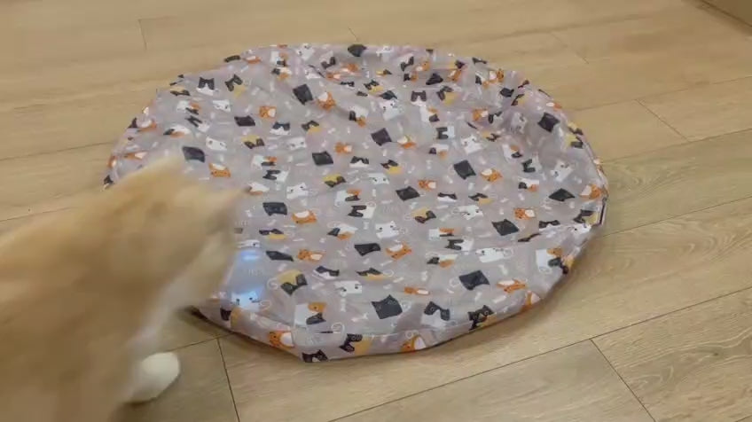 Endless Fun for Active Cats